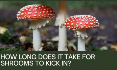 How Long Does It Take For Shrooms To Kick In